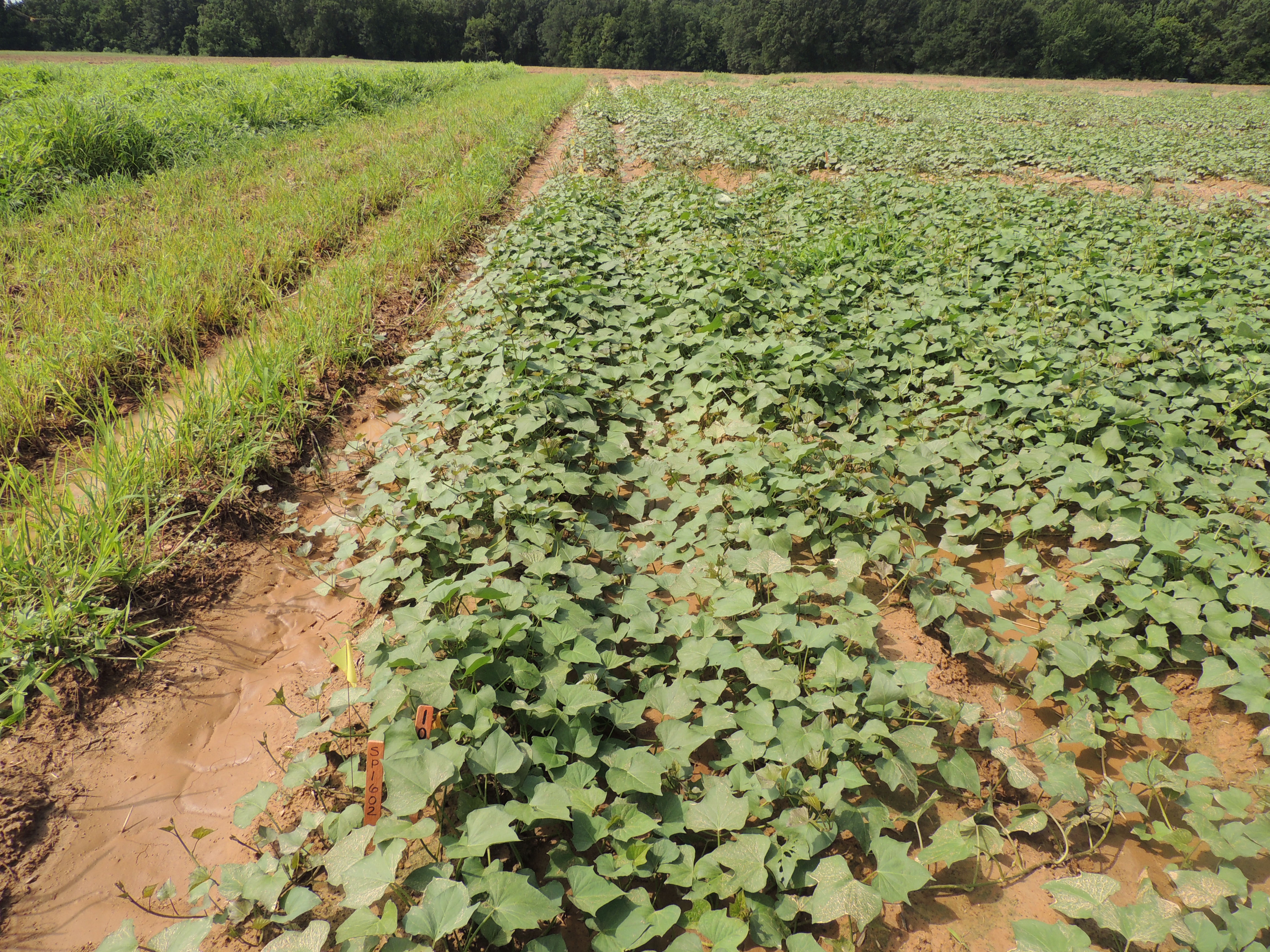 Off-target 2,4-D Choline and Dicamba Impacts on Sweet Potatoes